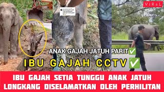 Misi Menyelamat Anak Gajah Jatuh Longkang Di Lebuhraya Timur Barat GerikJeli Menyentuh Hati Ramai [upl. by Jayne]