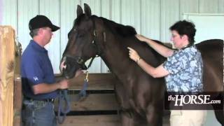 How to Take Your Horses Vital Signs [upl. by Jorgan]