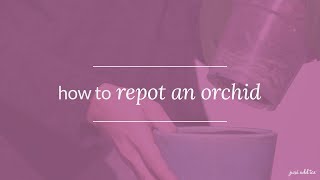 Orchid Care How To Repot an Orchid and Keep it Thriving [upl. by Randell]