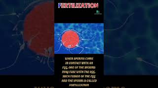 What is fertilization Fertilization क्या है reproduction [upl. by Cherye]