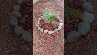 Planting a new Washingtonia Filifera California Fan Palm palms palmtrees planting garden [upl. by Oad]