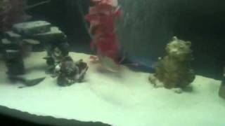 Baby green terror cichlids fighting [upl. by Medwin]