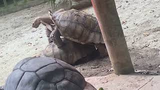 African Spurred Tortoise mating at Singapore zoo [upl. by Garbe]