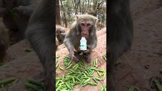 Test the cleanliness of a wild monkey by dirtying a yogurt bottle and feeding it to it [upl. by Lanam377]