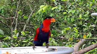 Blackcapped Lory  Bird Paradise Singapore [upl. by Aniuqaoj]