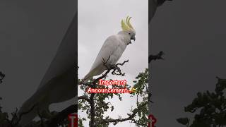 Screaming Secrets Whats This Cockatoo Shouting About funny [upl. by Shoshanna]