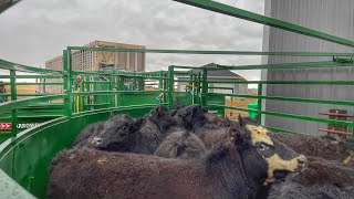 Selling Cattle Emptying the Feedlots [upl. by Ettenoitna922]