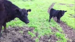 Cocoa JerLow amp Bull Calf 2 weeks old [upl. by Hsital426]