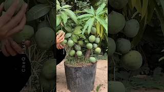 How to Grow Mango Tree at Home 🥭 Using Aloevera plants farming shorts [upl. by Samled59]