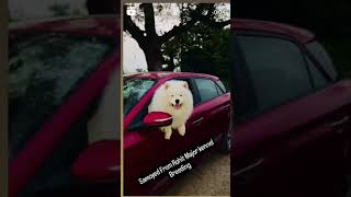 My Breeding Progeny Samoyed Cute Dog samoyed puppy quality lover doglover shorts russian pet [upl. by Shawn418]