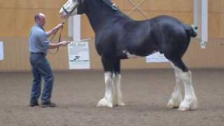 Black Clydesdale Prancing [upl. by Uriah]