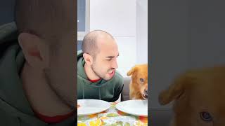 Pet friendly dog part 89 shorts dogshorts funnyshorts [upl. by Ettenan]