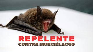 Repelente contra murciélagos murcielagos repelente sonidosgratis efectodesonido efectosdeaudio [upl. by Jary499]