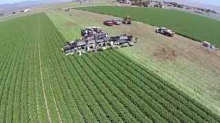 Coastline Celery Harvest Salinas CA [upl. by Nicki252]