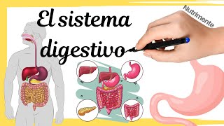 El SISTEMA DIGESTIVO humano [upl. by Lirva]