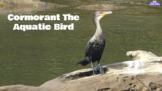 Cormorant The Aquatic Bird cormorants wildlife river [upl. by Oina]