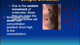 Transport Across Membranes IB Biology [upl. by Letnuhs841]