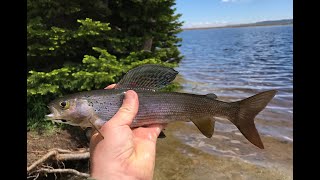 Fly fishing for GRAYLING in Colorado [upl. by Luhem]