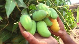 Thailand Mango Plants In Telugu  Bangkok Mango  Best Mango Plants In Telugu  Kadiyam Abbai [upl. by Ahsirtap]