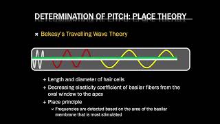 Auditory Physiology Part 2 [upl. by Bohs]