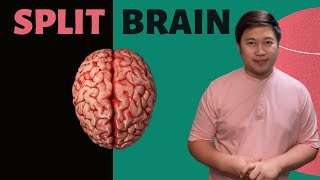 WHAT IS IT LIKE TO BE A SPLIT BRAIN PATIENT [upl. by Letnwahs]