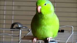 Valentino the Singing Parrotlet [upl. by Halas824]