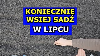 KONIECZNIE Wysiej Sadź te Warzywa w Lipcu Co siać sadzić w Lipcu Kalendarz Ogrodnika Lipiec [upl. by Dougal]