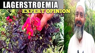 How to grow largerstroemia plant expert opinion  Care of Lagerstroemia plant  Red leaf plant [upl. by Negrom]