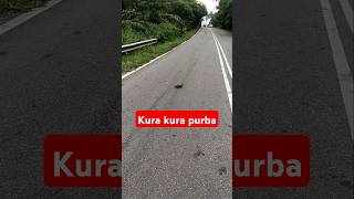 Kurakura Purba melintas jalan [upl. by Karlin332]