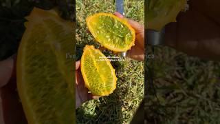 Kiwano Melon 🍈 taste exactly like JellO [upl. by Leirraj]