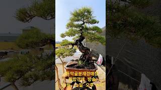 소나무 작품 영상분재 bonsai [upl. by Eluj]