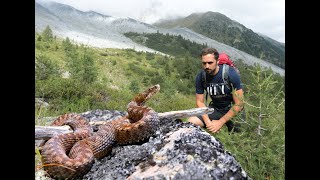 Una VIPERA sulle ALPI il MARASSO [upl. by Ydnil]