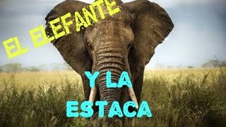 CUENTOS PARA SANAR EL ELEFANTE Y LA ESTACA [upl. by Rubel]