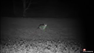 Ohio coyote hunting with the Lucky Duck Roughneck [upl. by Enoob]