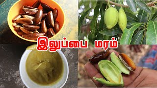 இலுப்பை மரத்தின் மருத்துவப் பயன்கள்  Health amp Spiritual benefits of Iluppai oil Madhuca longifolia [upl. by Lirva]