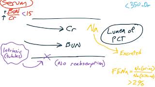 Renal pathology 1 [upl. by Einaej]