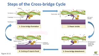 CrossBridge Cycle [upl. by Enyrehtac]