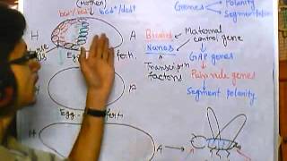 Developmental biology part 5 developmental biology of drosophila [upl. by Hardy]