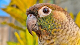 calming conure sounds  yellow sided conure so beautiful to day  parrot sound [upl. by Leina]