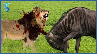 top 10 animals Who Can Defend Themselves From Predators  Prey VS Predator [upl. by Netloc716]