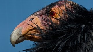 California Condors Released in Baja Mexico [upl. by Llemhar]