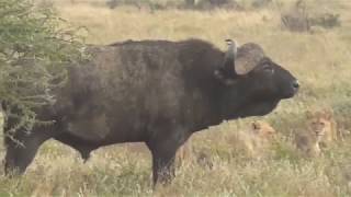 Lions vs Buffalo Tanzania Safari highlights [upl. by Averill]