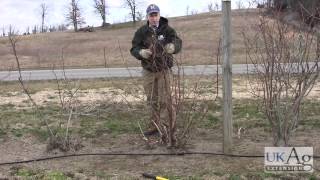 Blueberry Pruning Demonstration [upl. by Gnirol]