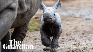 Endangered eastern black rhino born at Chester zoo [upl. by Aisenet659]