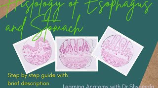 Histology of Esophagus and Stomach  step by step guide with brief description [upl. by Attenauq]