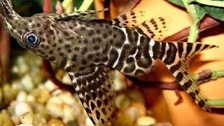 Синодонтисперевертыш Synodontis nigriventris [upl. by Jolyn]