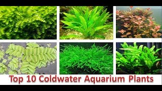 10 Best Cold Water Aquarium Plants [upl. by Hseham915]