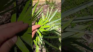 Serenoa repens  June 2024 update youtubeshorts shorts ytshorts [upl. by Yaras]