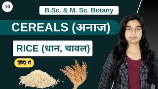 Economic Botany  CEREALS अनाज  RICE धान चावल  Botany [upl. by Cassidy]