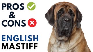 English Mastiff Pros and Cons  English Mastiff Advantages and Disadvantages [upl. by Hnoj]